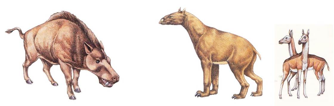 Daeodon-Moropus-Stenomylus