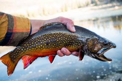 brook-trout-are-ugly-feature