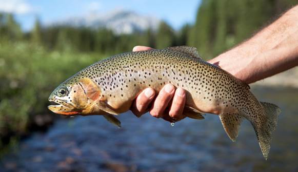 yellowstone-cutthroat-trout-0017381412