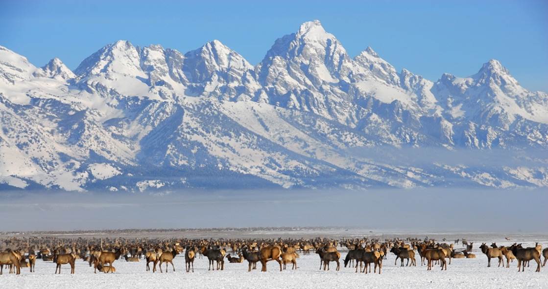 http://cdn.jacksonholewy.com/17/looking-over-the-national-elk-refuge-to-the-tetons1.jpg